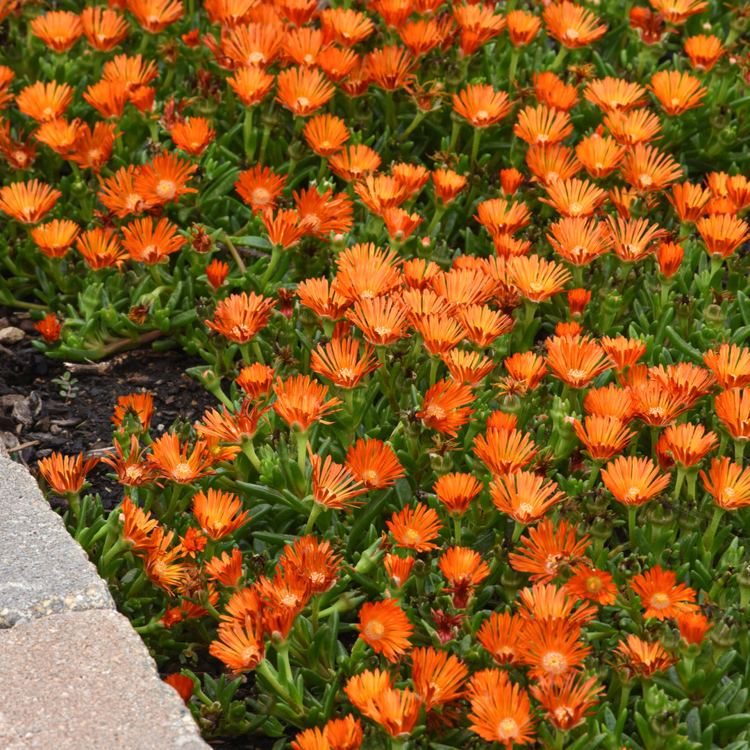 Delosperma x 'T1821' PP34943 Ocean Sunset™ Orange Vibe Ice Plant, 1 Quart Perennial