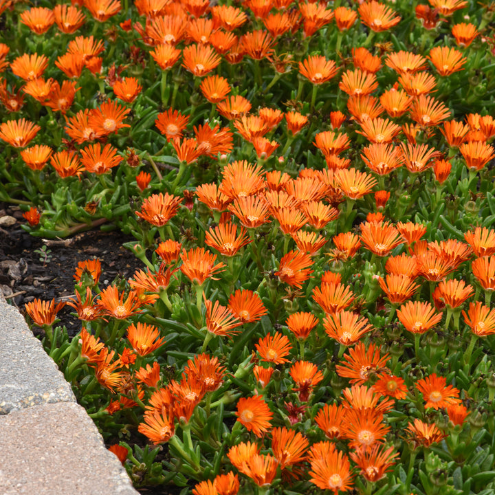 Delosperma x 'T1821' PP34943 Ocean Sunset™ Orange Vibe Ice Plant, 1 Quart Perennial