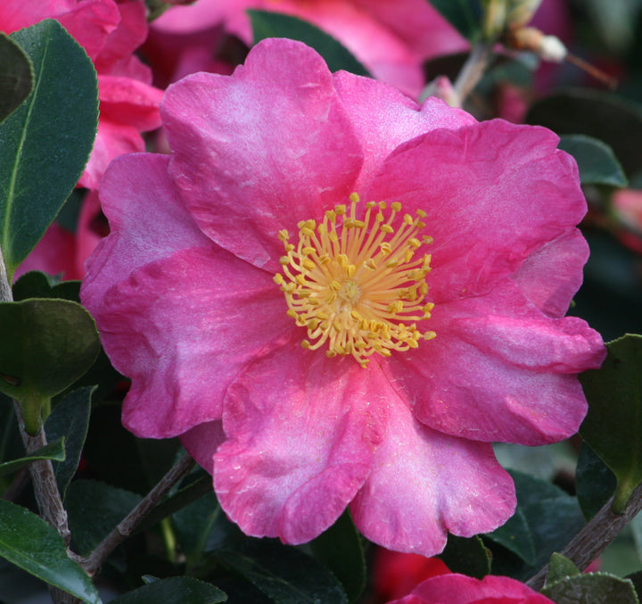 Camellia sasanqua 'Shi-Shi Gashira' Camellia, 2 Gallon Shrub