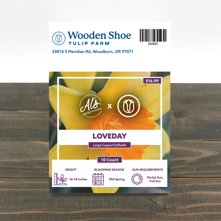Wooden Shoe Tulip Farm Loveday Daffodil Bulb