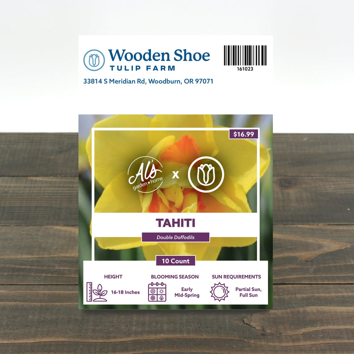 Wooden Shoe Tulip Farm Tahiti Daffodil Bulb