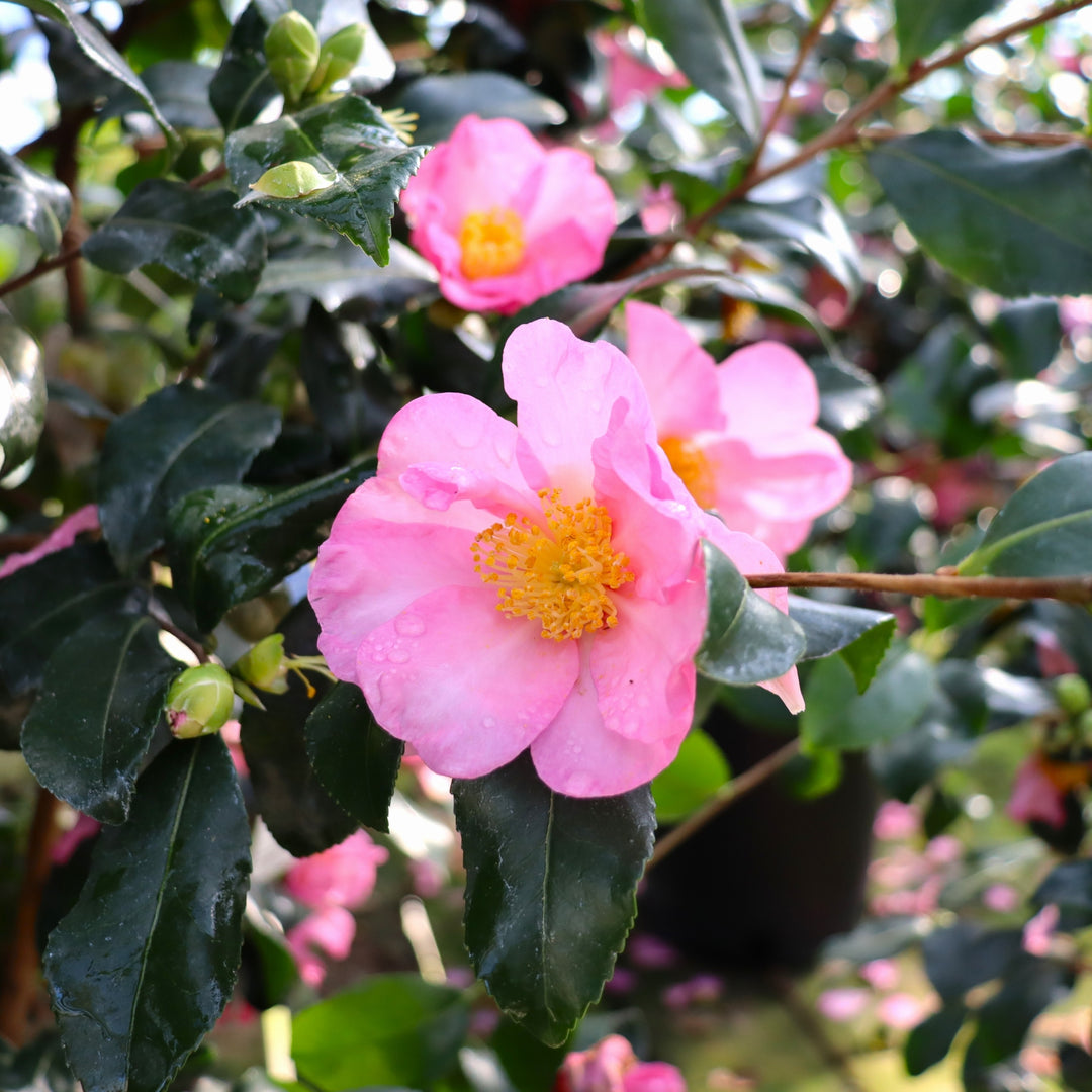 Al's Garden & Home 'Cleopatra' Camellia, 5 Gallon shrub