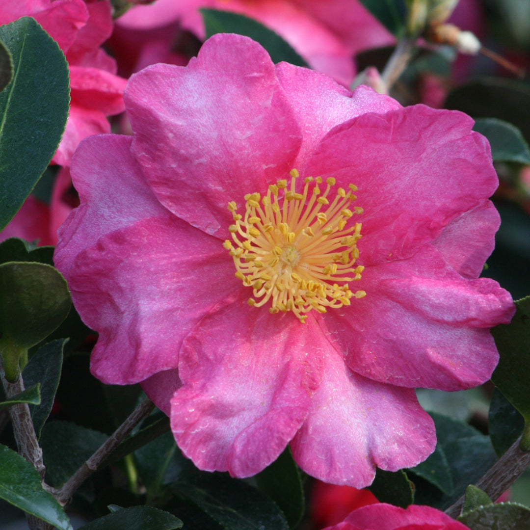 Camellia sasanqua 'Shi-Shi Gashira' Camellia, 1 Gallon Shrub