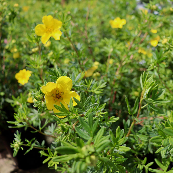 Potentilla