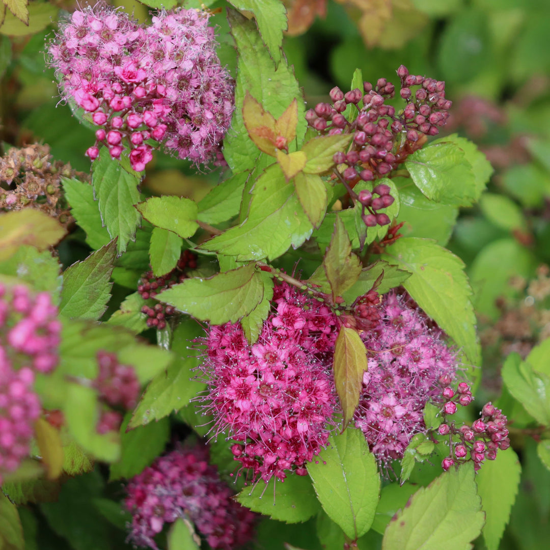 Spiraea japonica 'Magic Carpet' PP09363 Spiraea, 1 Gallon Shrub