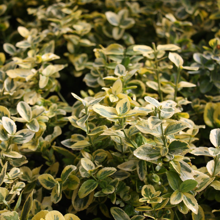 Euonymus fortunei 'Emerald & Gold' Wintercreeper Euonymus, 1 Gallon Shrub