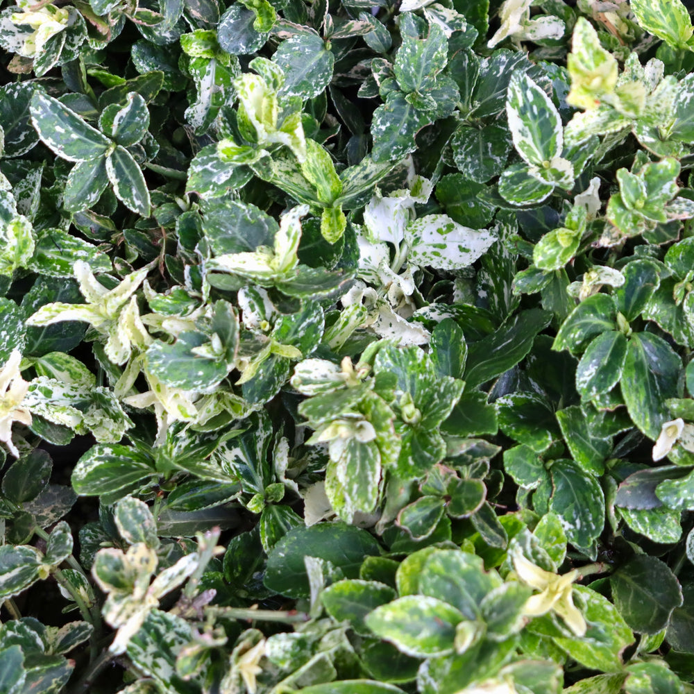 Euonymus fortunei 'Harlequin' Wintercreeper Euonymus, 1 Gallon Shrub