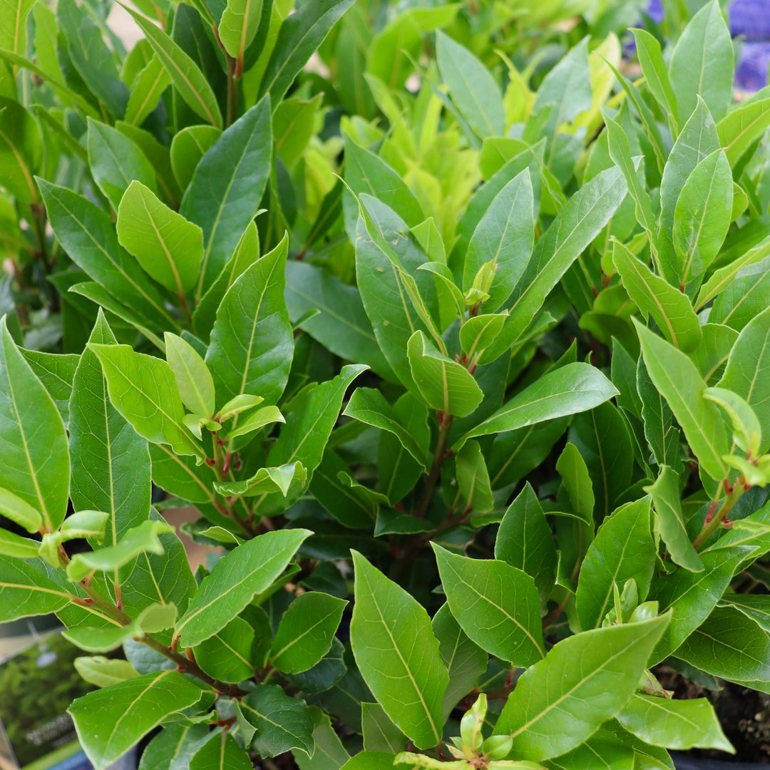 Laurus nobilis Bay Laurel, 1 Gallon Shrub
