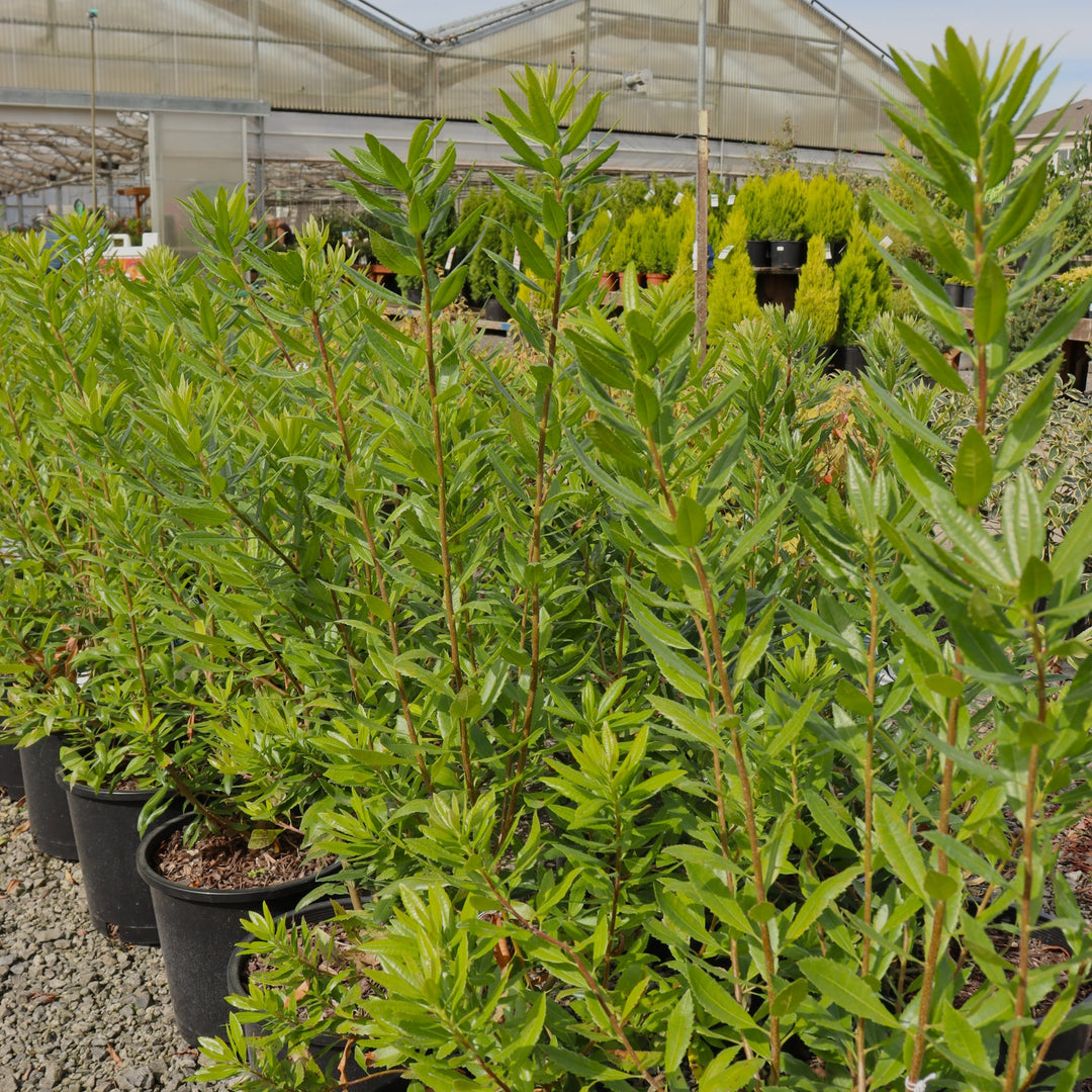 Myrica californica Pacific Wax Myrtle, 5 Gallon Shrub