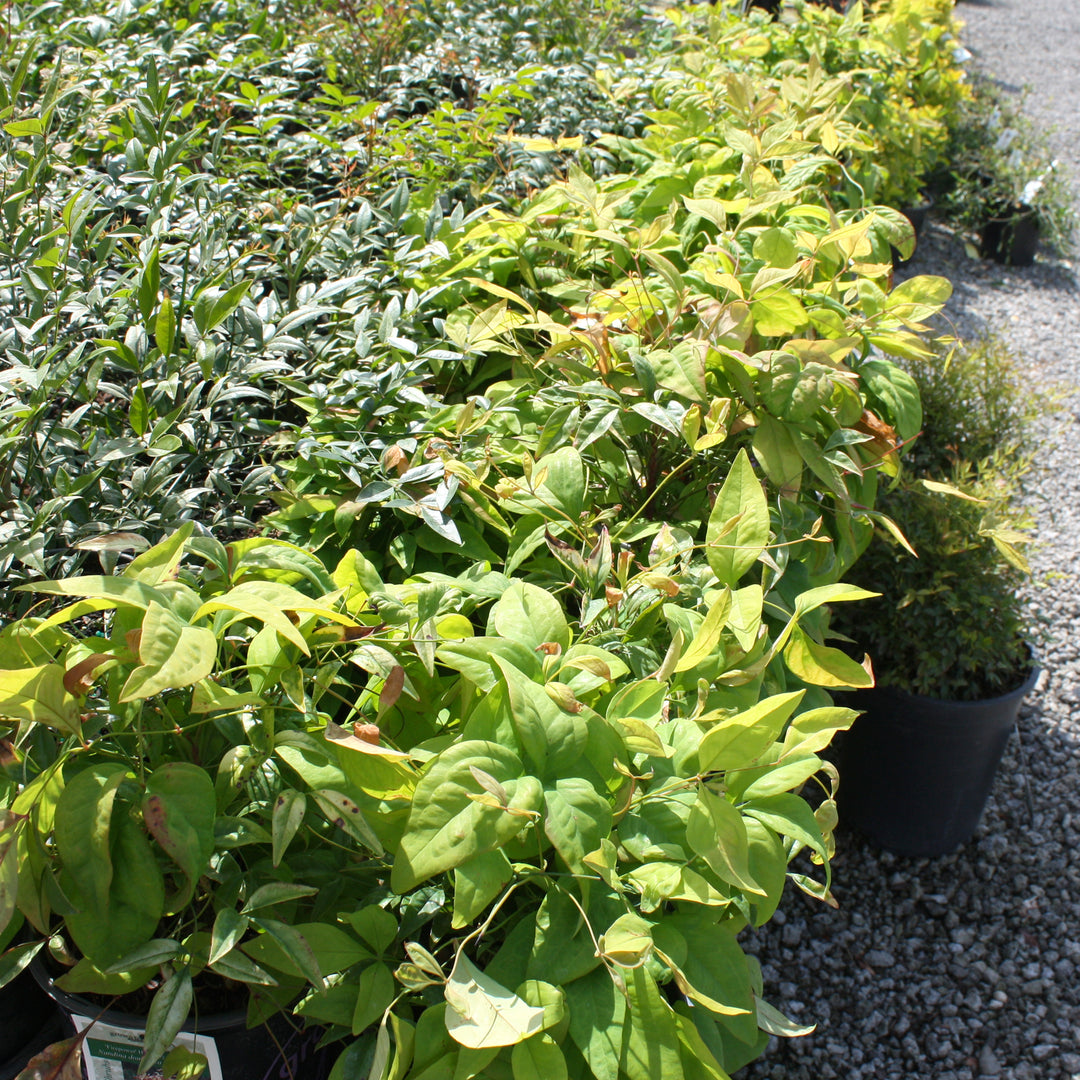 Nandina domestica 'Firepower' Heavenly Bamboo, 1 Gallon Shrub