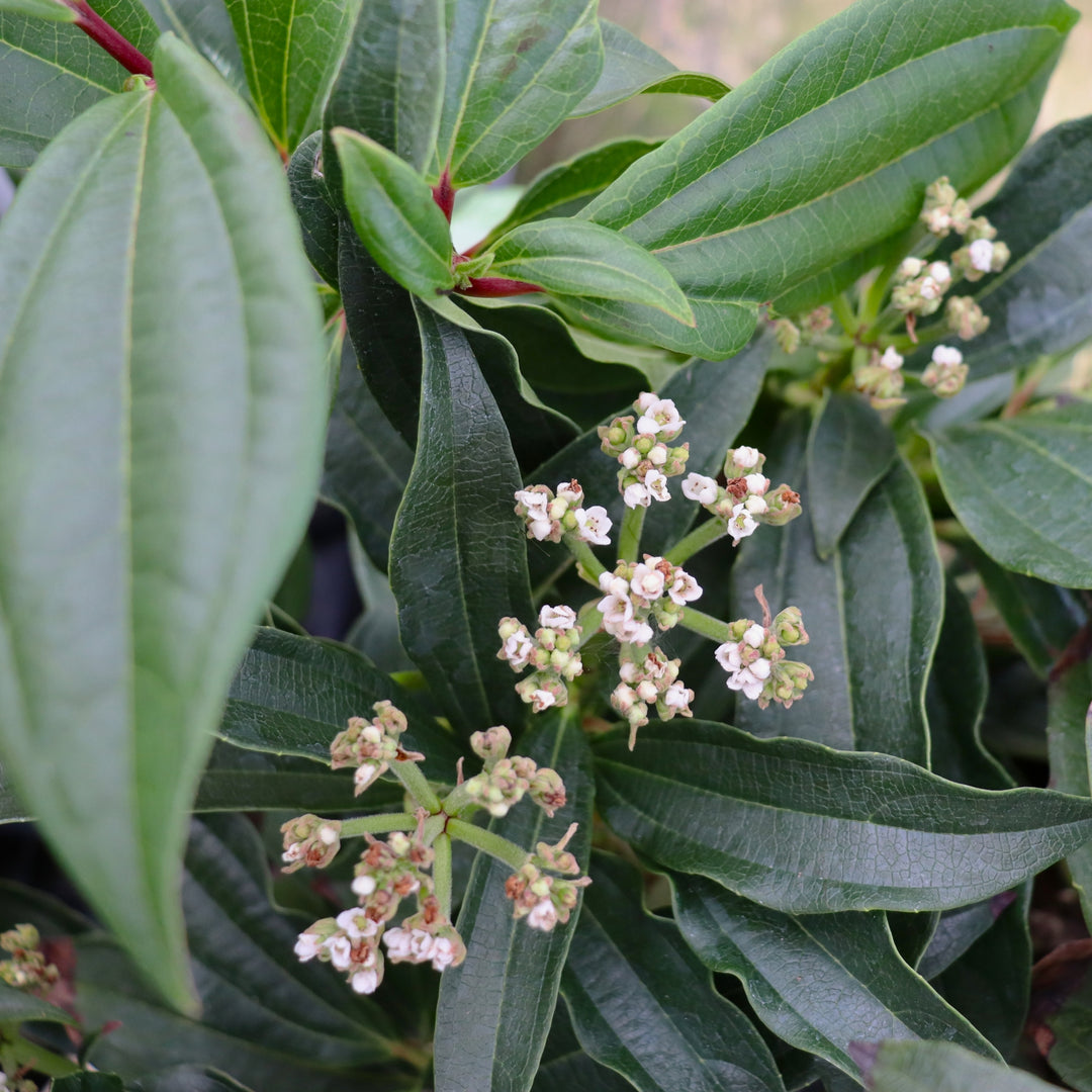 Davidii Viburnum