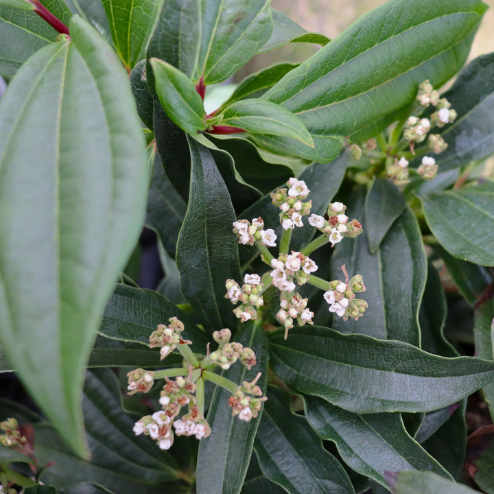 Davidii Viburnum