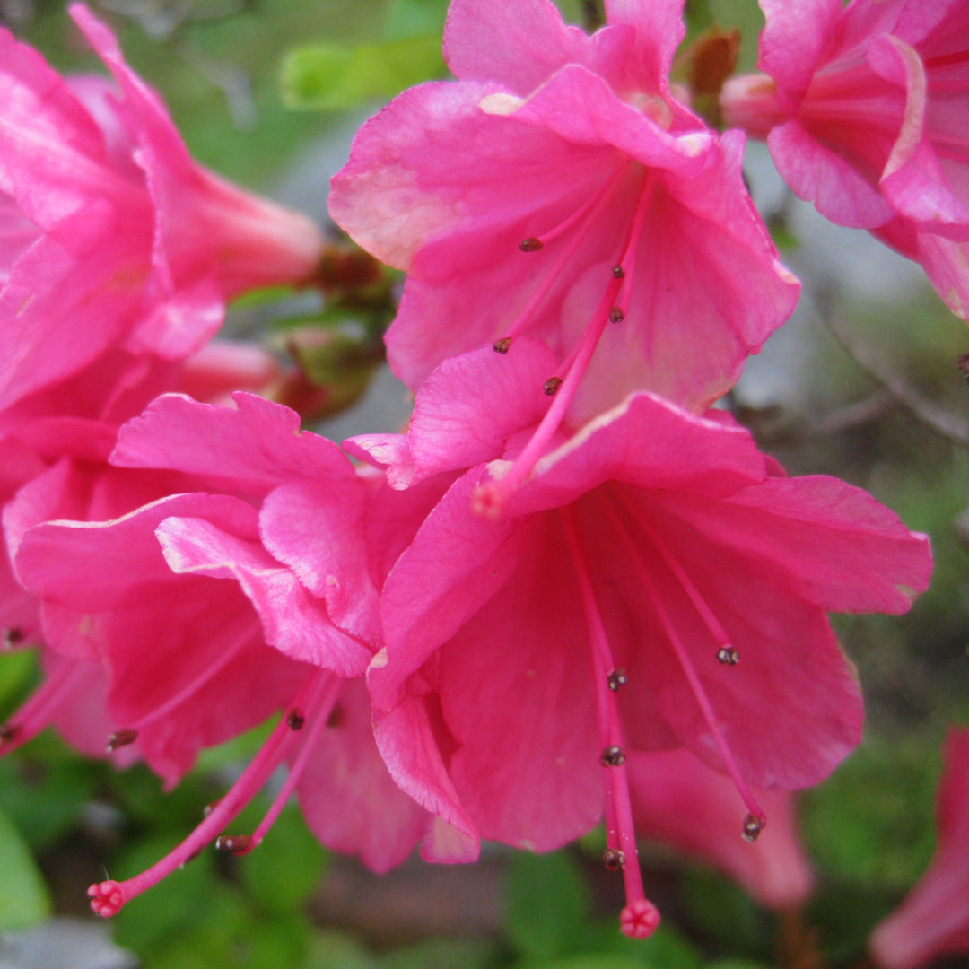 Rhododendron 'Caroline Gable' Azalea, 1 Gallon Shrub