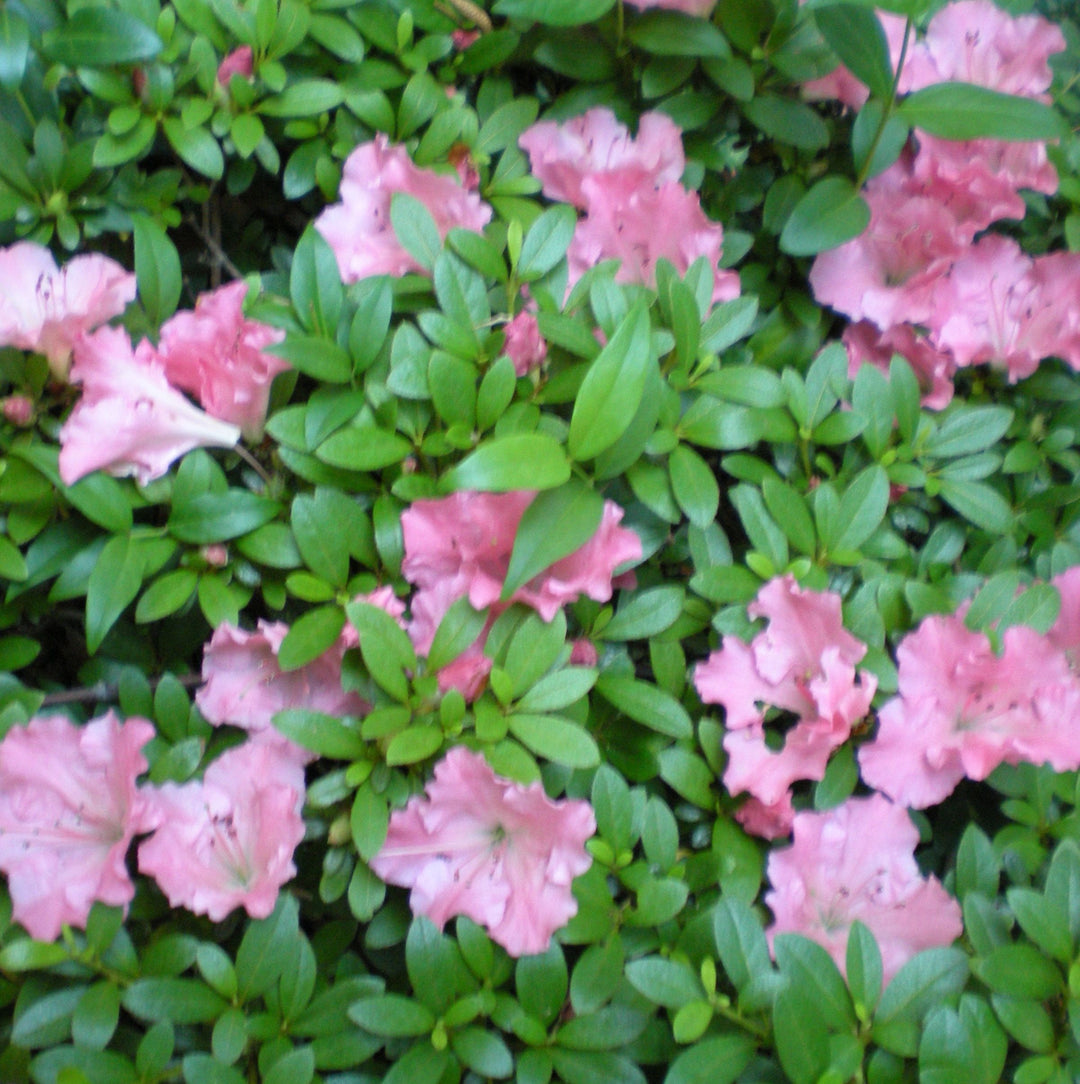 Rhododendron x 'Gumpo Pink' Azalea, 1 Gallon Shrub