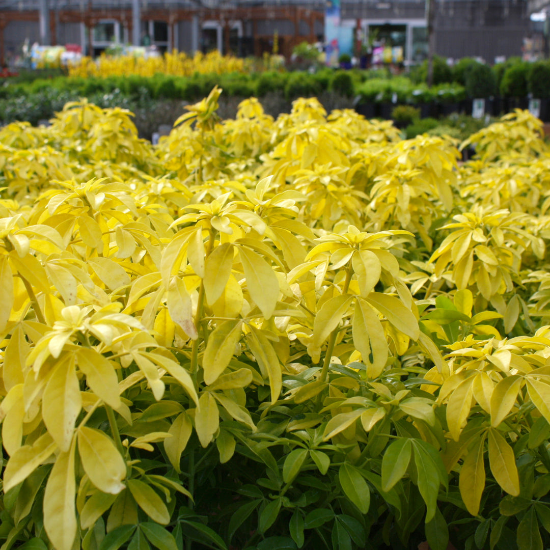 Choisya ternata 'Sundance' Mexican Orange Choisya, 1 Gallon Shrub