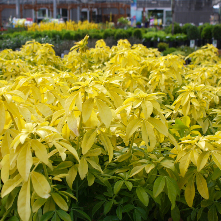 Choisya ternata 'Sundance' Mexican Orange Choisya, 1 Gallon Shrub