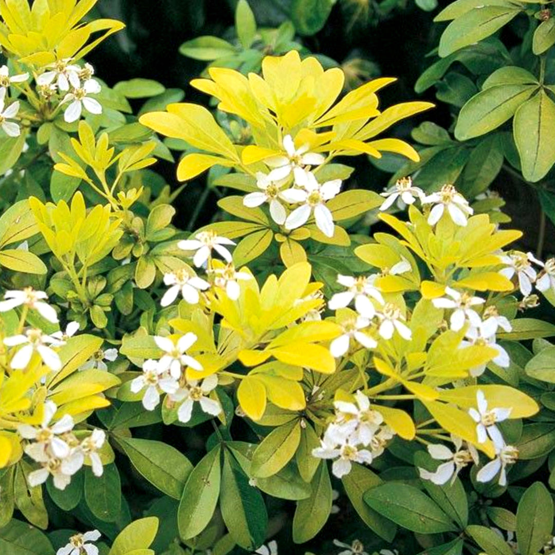 Choisya ternata 'Sundance' Mexican Orange Choisya, 1 Gallon Shrub