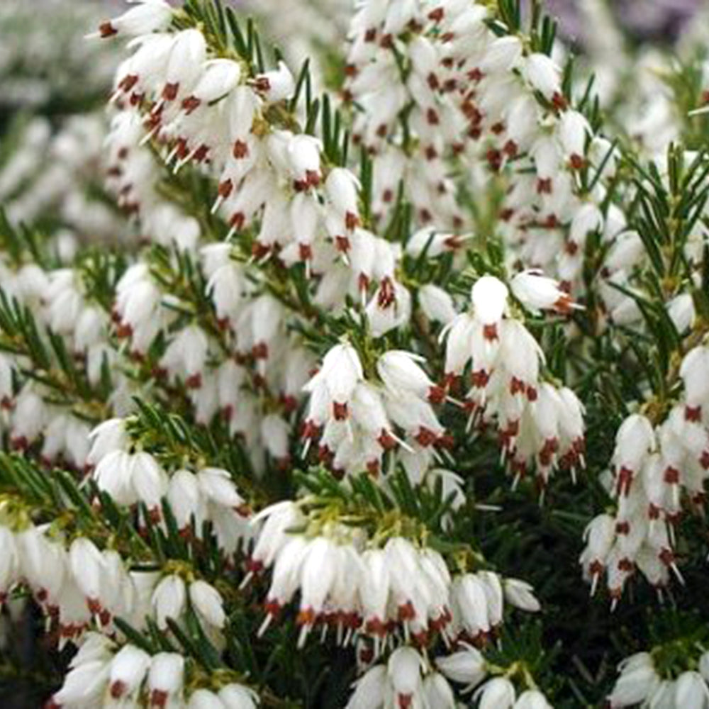 Erica x darleyensis 'Mediterranean White' Cape Heather, 1 Gallon Shrub