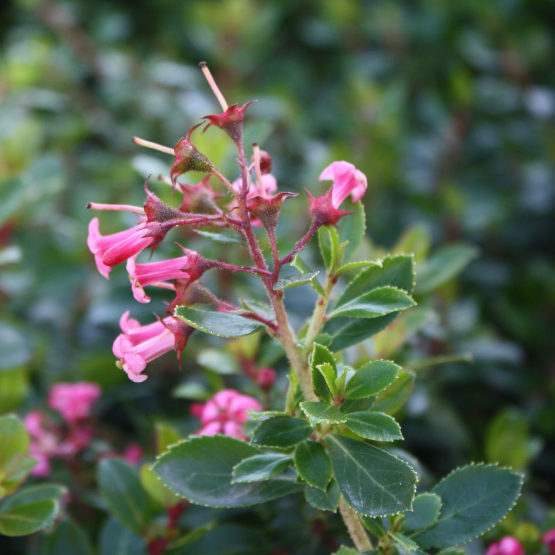 Escallonia laevis 'Compakta' Compacta Escallonia, 1 Gallon Shrub