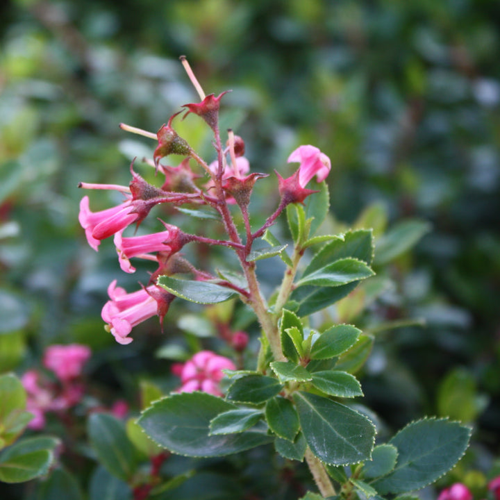 Escallonia laevis 'Compakta' Compacta Escallonia, 1 Gallon Shrub