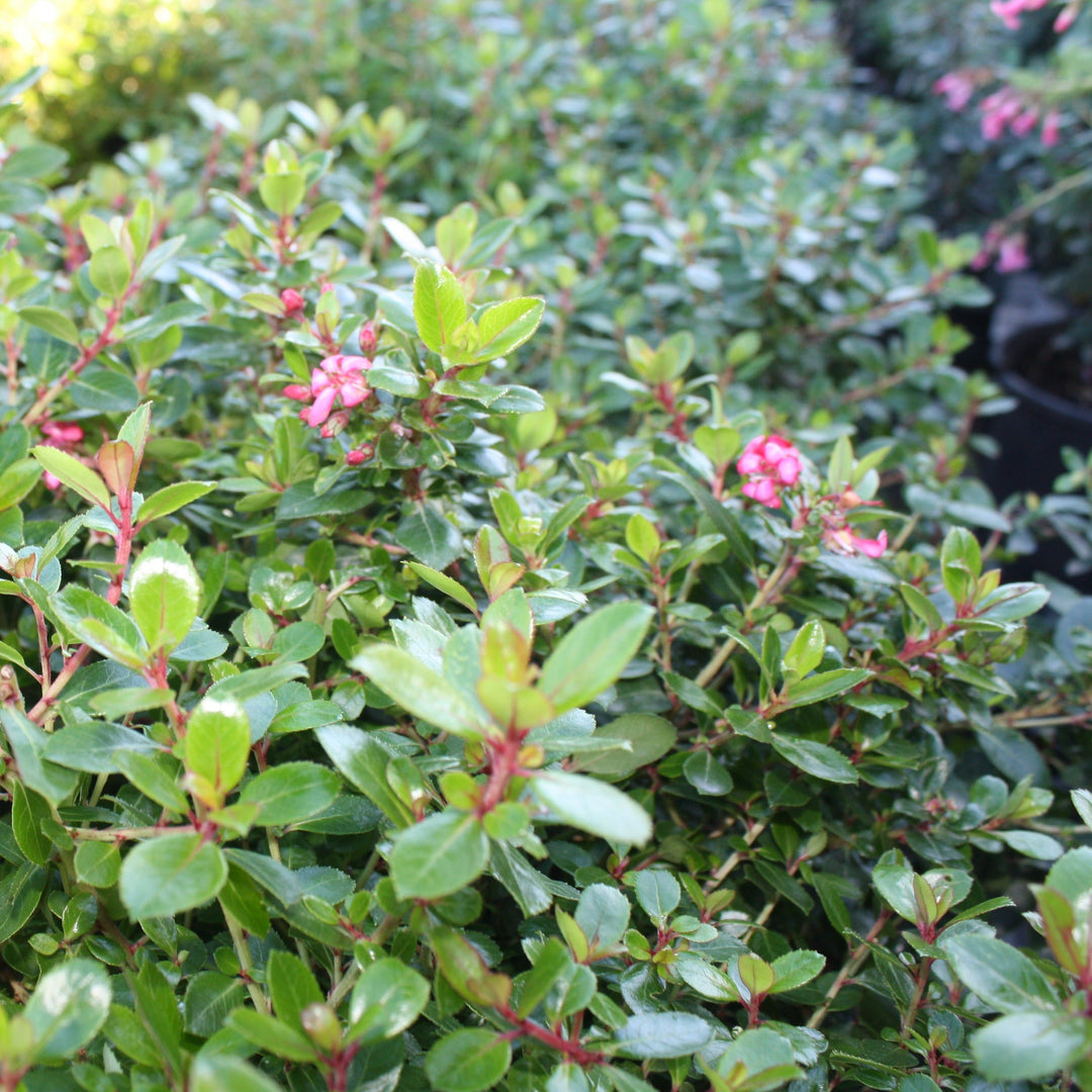 Escallonia laevis 'Compakta' Compacta Escallonia, 1 Gallon Shrub