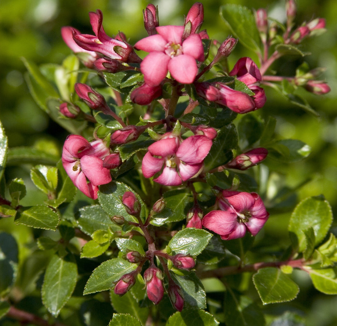 Escallonia laevis 'Compakta' Compacta Escallonia, 3 Gallon Shrub