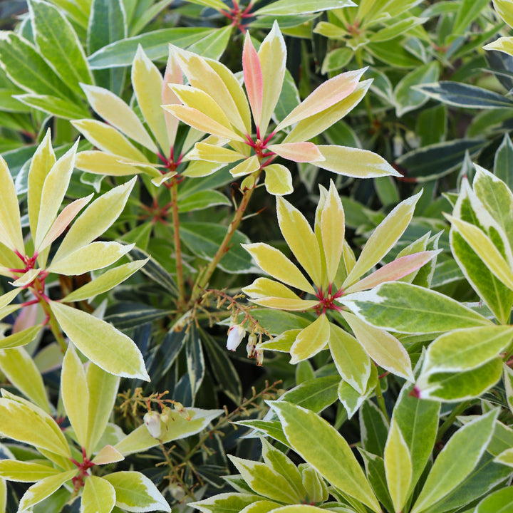 Pieris japonica 'Flaming Silver' Japanese Andromeda, 1 Gallon Shrub