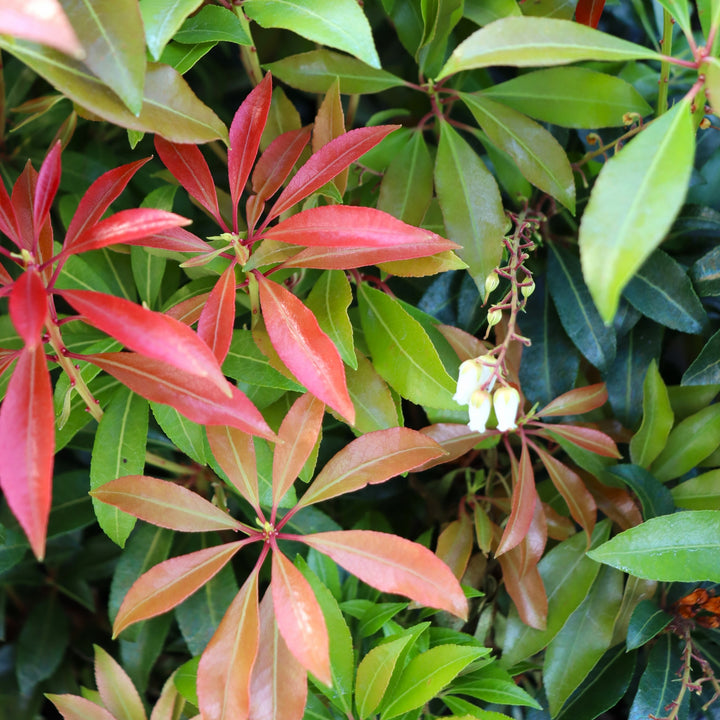 Pieris japonica 'Mountain Fire' Japanese Andromeda, 1 Gallon Shrub