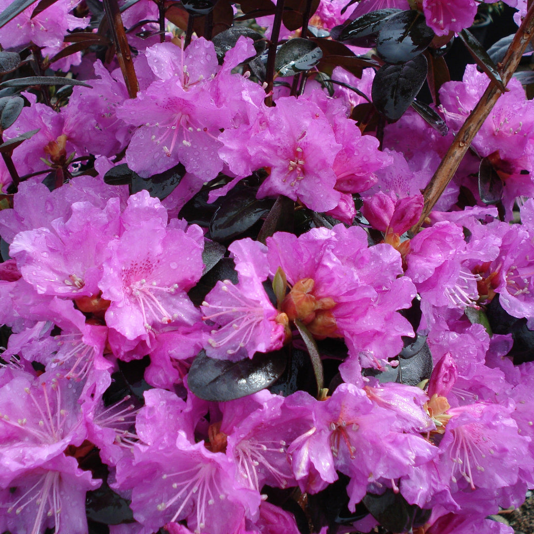 Rhododendron x 'PJM' Rhododendron, 1 Gallon Shrub