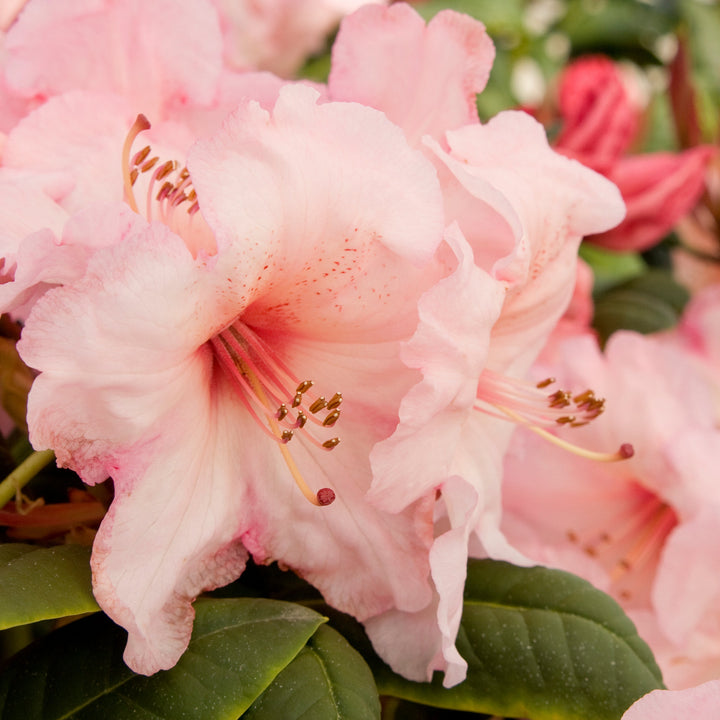 Rhododendron 'Virginia Richards' Rhododendron, 3 Gallon Shrub