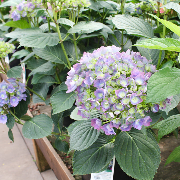 Hydrangea macrophylla 'Mathilda Gutges' Mophead Hydrangea, 3 Gallon Shrub
