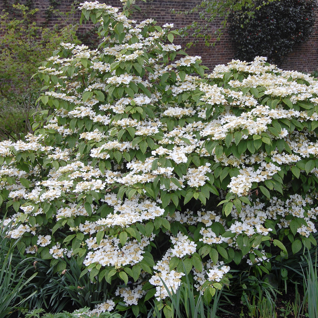 Viburnum plicatum var. tomentosum 'Mariesii' Doublefile Viburnum, 7 Gallon Shrub