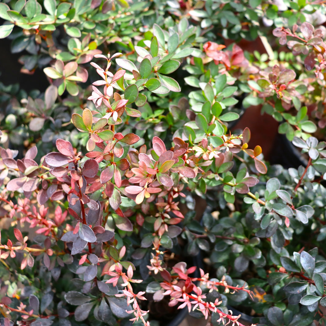 Berberis thunbergii 'Crimson Pygmy' Barberry, 1 Gallon Shrub