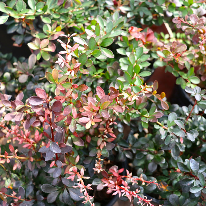 Berberis thunbergii 'Crimson Pygmy' Barberry, 1 Gallon Shrub