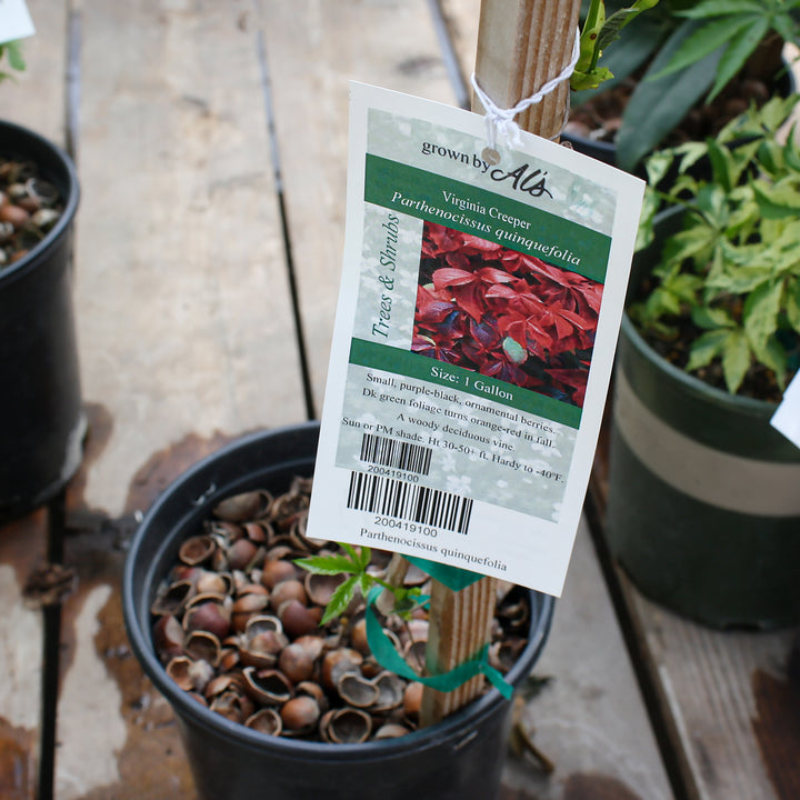 Parthenocissus quinquefolia Virginia Creeper, 1 Gallon Vine