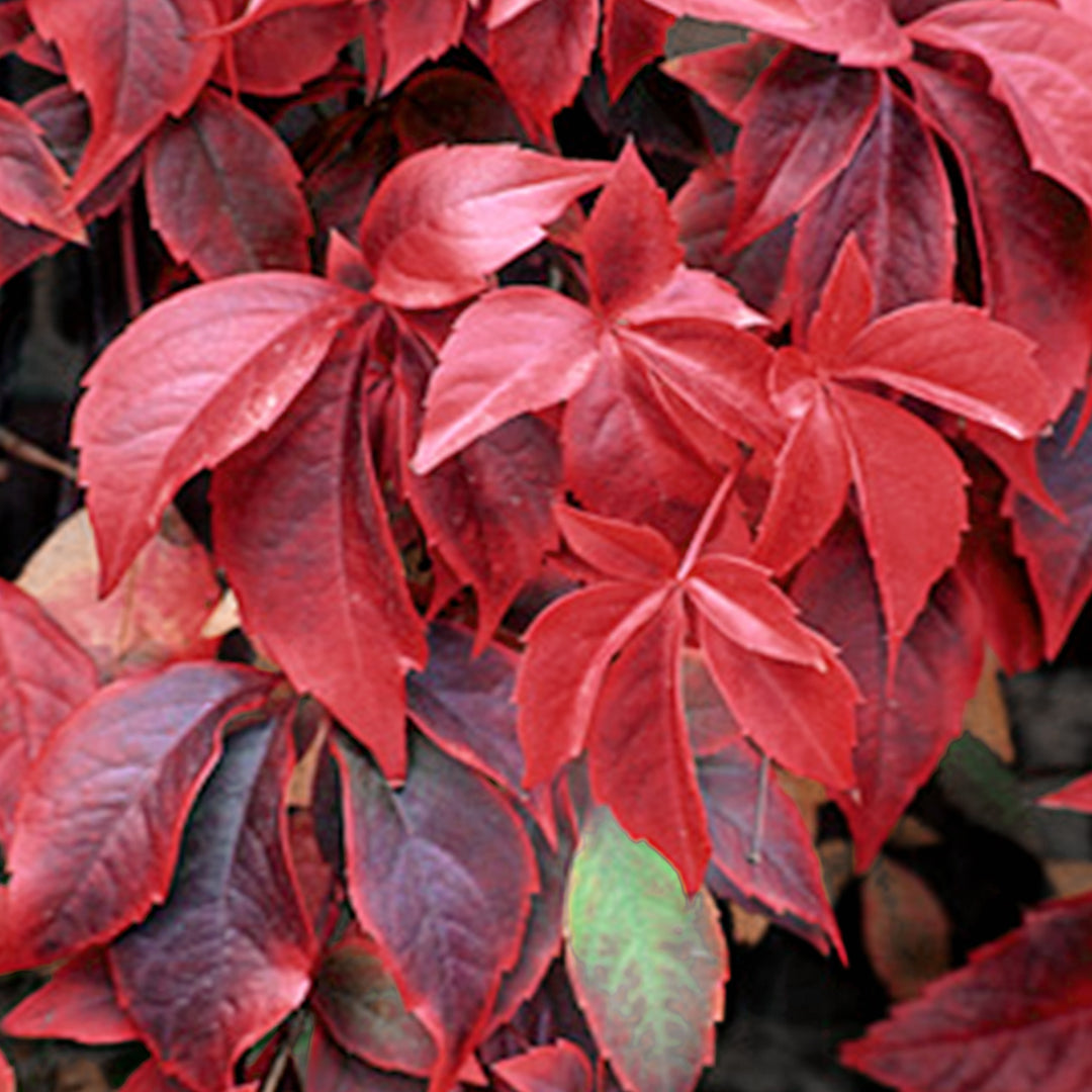 Parthenocissus quinquefolia Virginia Creeper, 1 Gallon Vine