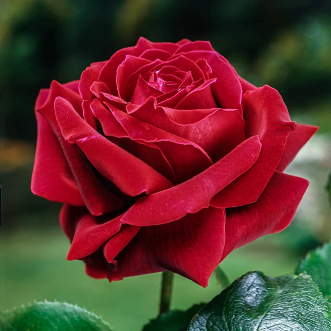 Rosa x 'Mister Lincoln' Hybrid Tea Rose Tree, 15 Gallon Tree