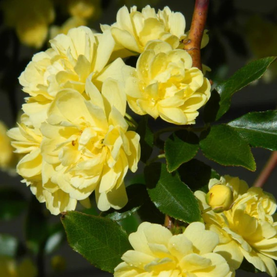 Rosa banksiae 'Lutea' Yellow Lady Banks Climbing Rose, 5 Gallon Shrub