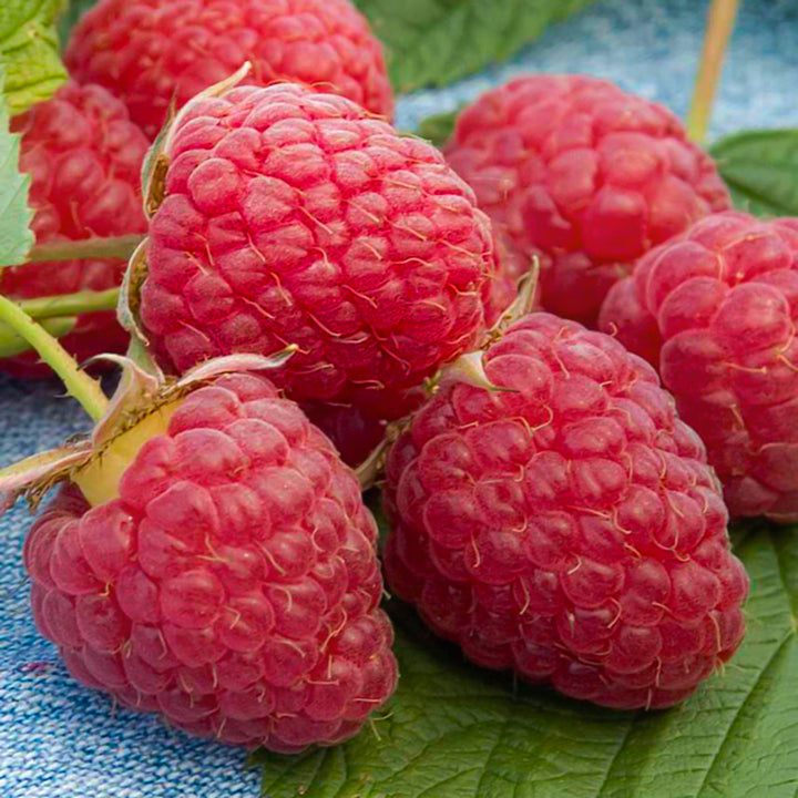 Rubus ideaus 'Heritage' Raspberry, 1 Gallon Vine