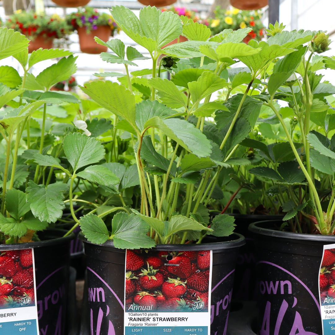 Fragaria x ananassa 'Rainier' Strawberry, 1 Gallon Annuals