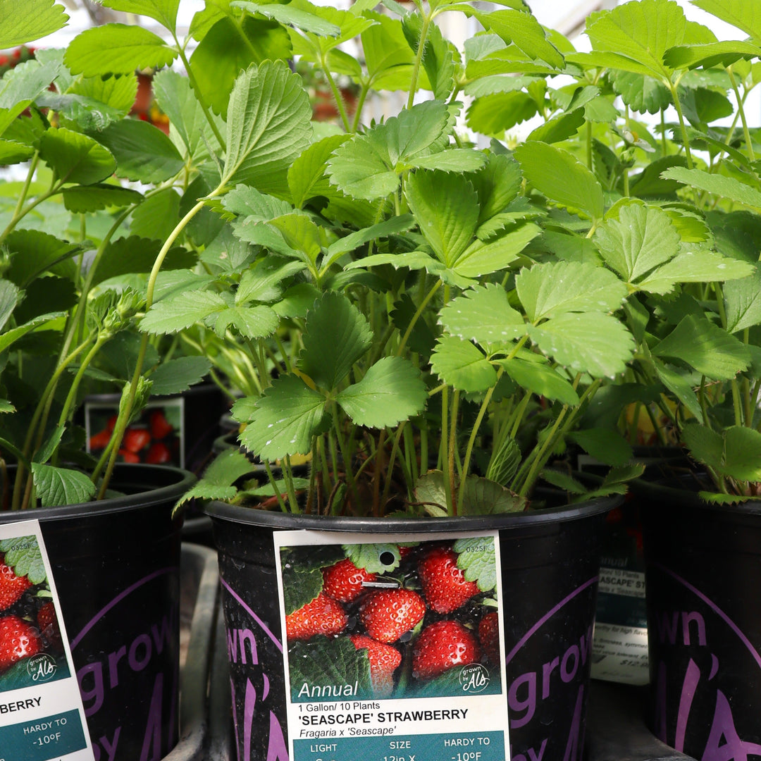 Fragaria x ananassa 'Seascape' Strawberry, 1 Gallon Annuals