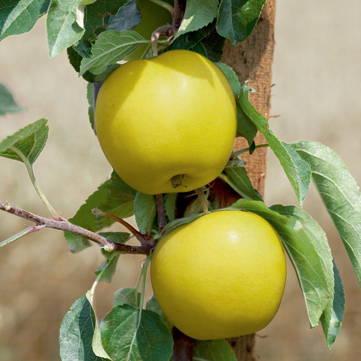 Malus domestica 'Golden Sentinel' Semi-Dwarf Apple, 7 Gallon Tree