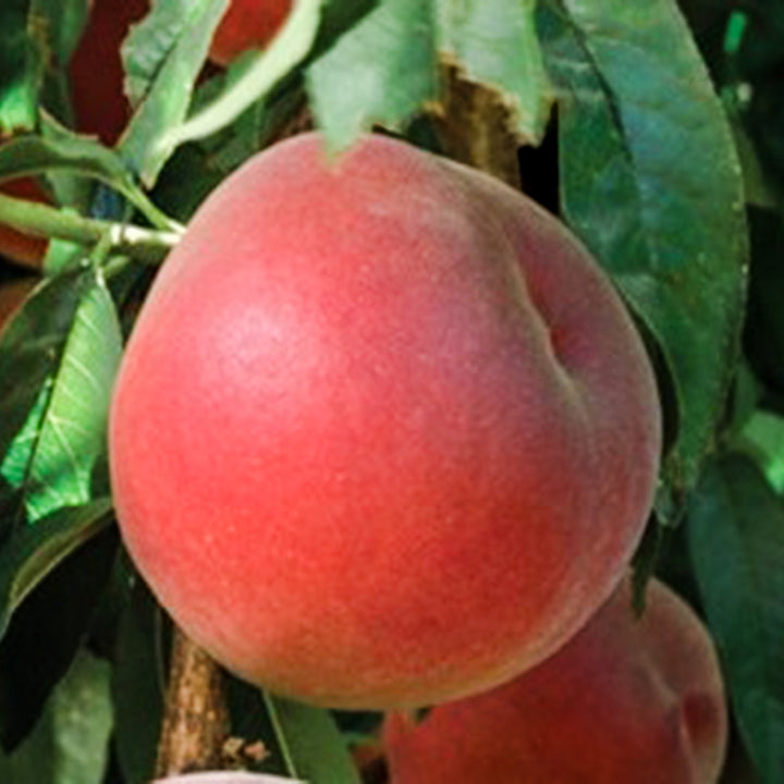 Prunus persica var. nucipersica 'Sunglo' Semi-Dwarf Nectarine, 7 Gallon Tree