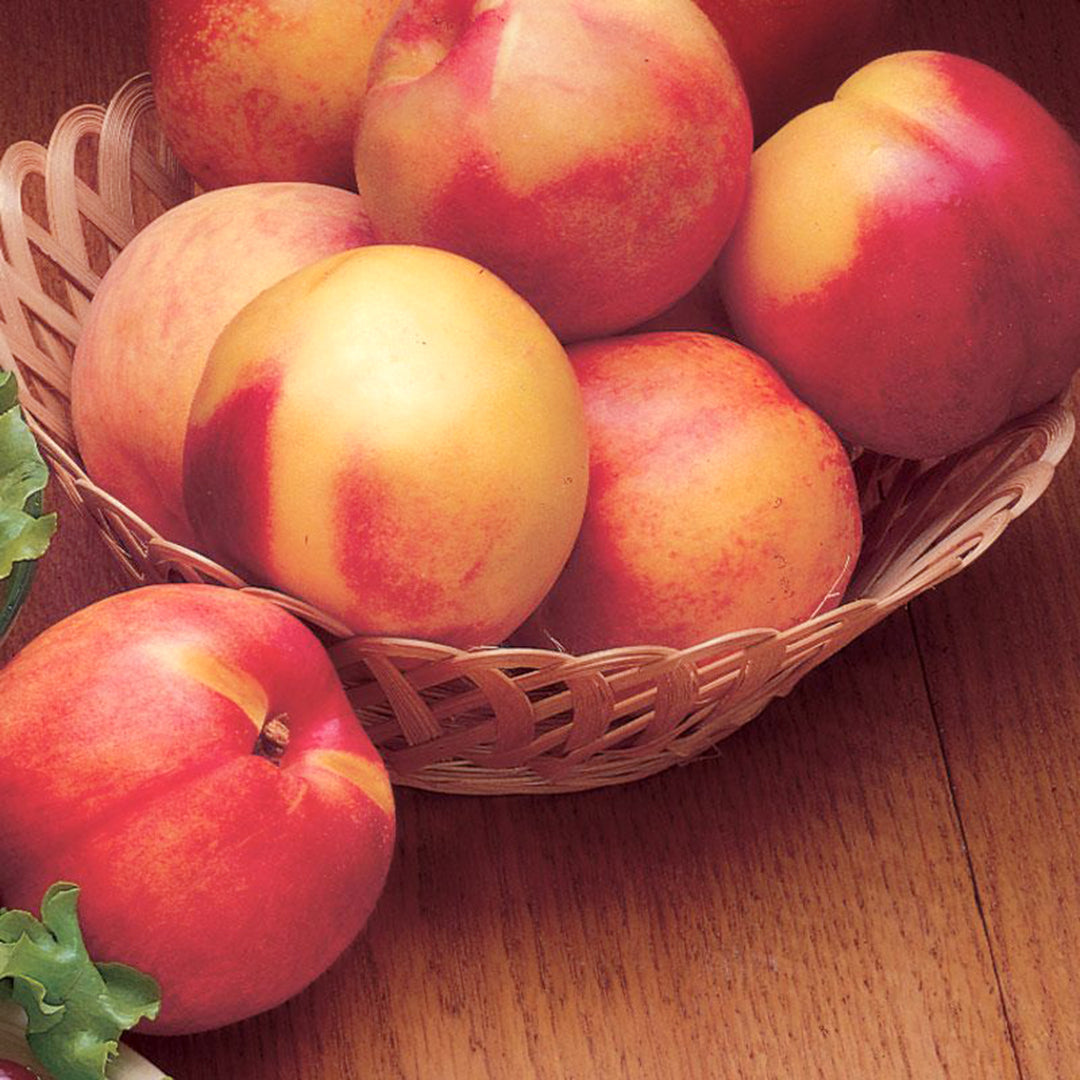 Prunus persica var. nucipersica 'Sunglo' Semi-Dwarf Nectarine, 7 Gallon Tree