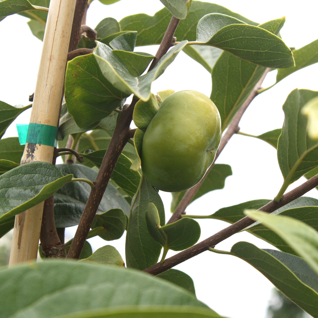 Diospyros kaki 'Fuyu' Persimmon Tree, 7 Gallon Tree