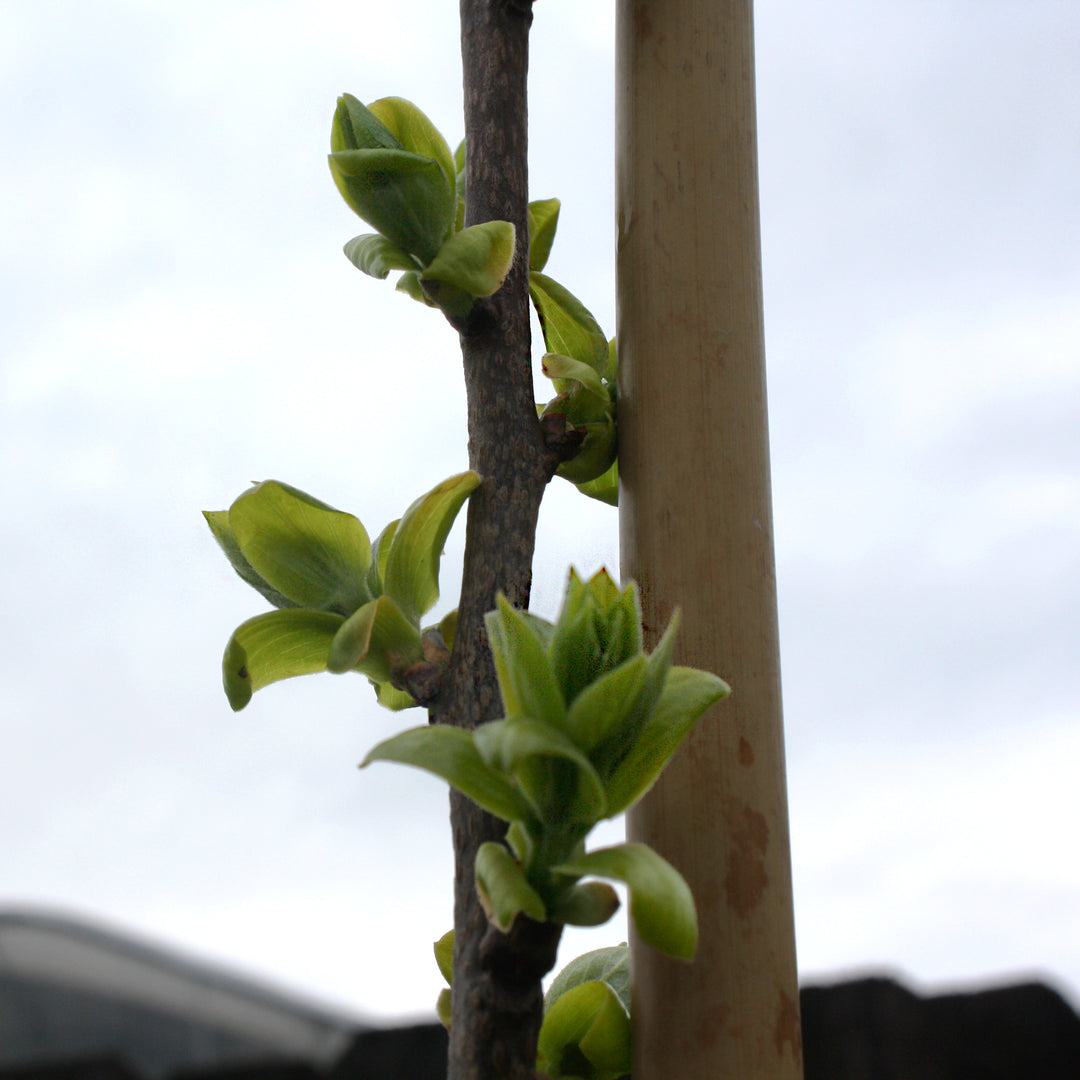 Diospyros kaki 'Fuyu' Persimmon Tree, 7 Gallon Tree