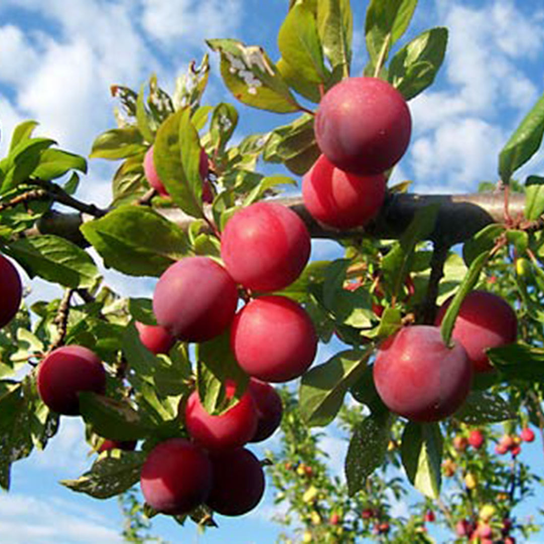 Prunus domestica 'Peach' Dwarf Plum, 7 Gallon Tree