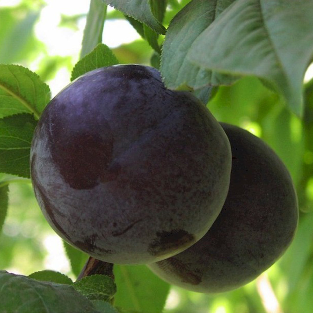 Prunus domestica 'French Petite' Dwarf Plum, 7 Gallon Tree