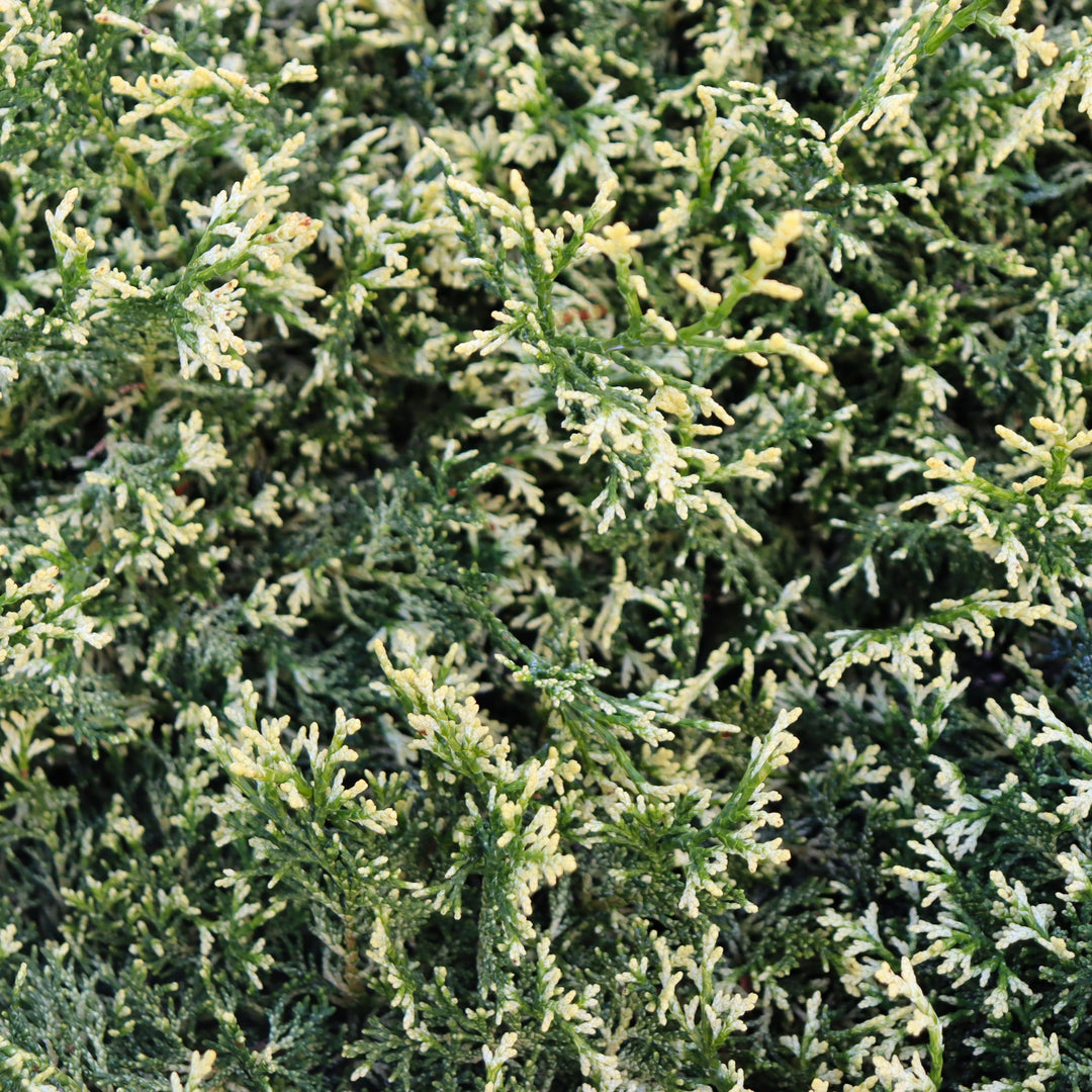 Chamaecyparis obtusa 'Mariesii' Hinoki Cypress, 1 Gallon Tree