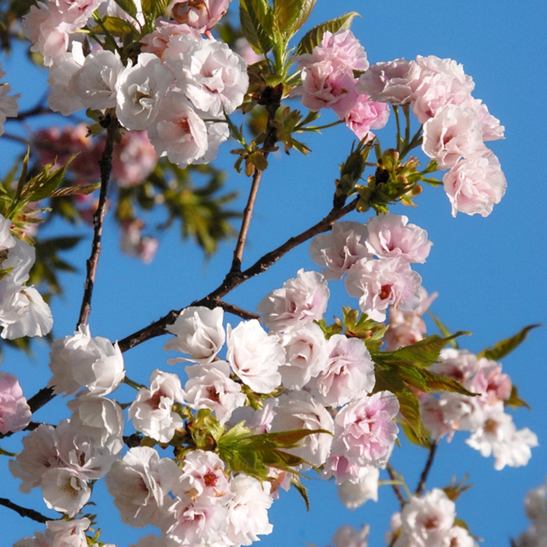 Prunus serrulata 'Mt. Fuji' Flowering Cherry, 15 Gallon Tree